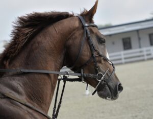 Photo Ford, horse